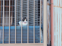 飾り窓の猫