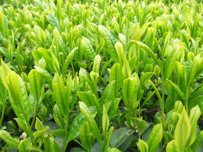 品種茶 その4 中生種