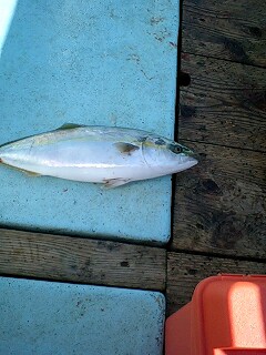 伊勢湾出撃完了本日はハマチ