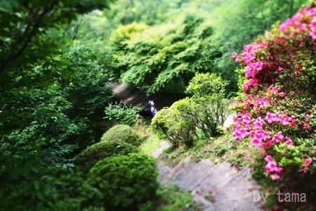 遠くから眺める富士山もいいよ~♪ 伊豆の国パノラマパーク