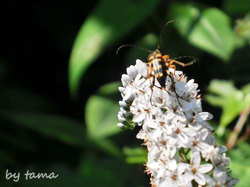 オオヨツスジハナカミキリ? 花と虫 高山市民の森 NO・1