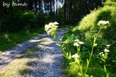 夏草や~兵どもが夢のあと~ 高山市民の森 NO・2