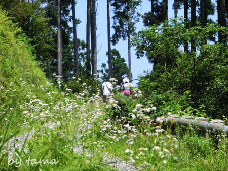 夏草や~兵どもが夢のあと~ 高山市民の森 NO・2