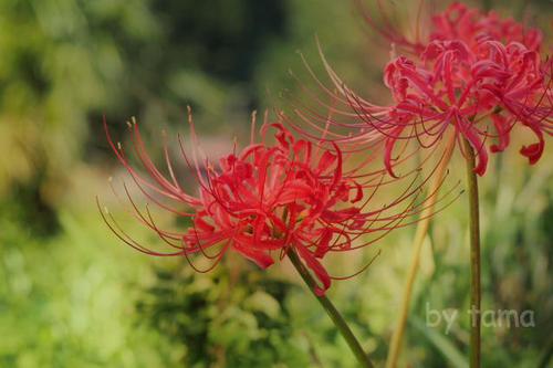 お墓参りで スナップ写真♪ 天界に咲く花