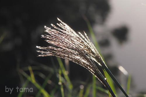 お墓参りで スナップ写真♪ 天界に咲く花