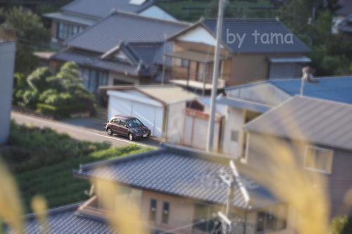 お墓参りで スナップ写真♪ 天界に咲く花