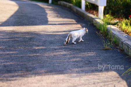 かわねこちゃんと野生の動物の話