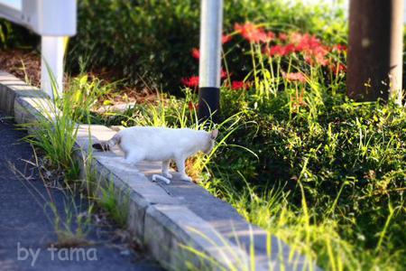 かわねこちゃんと野生の動物の話