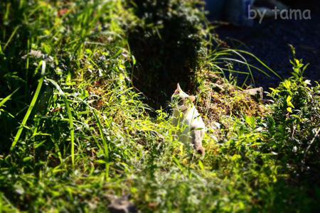 かわねこちゃんと野生の動物の話