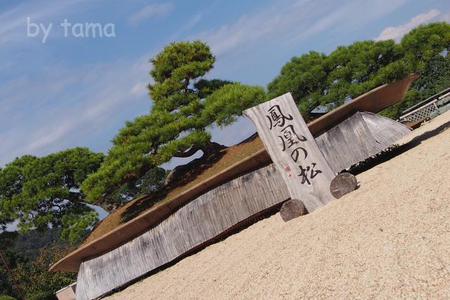 世界で一番大きな盆栽? 日本庭園 アカオハーブ&ローズガーデン