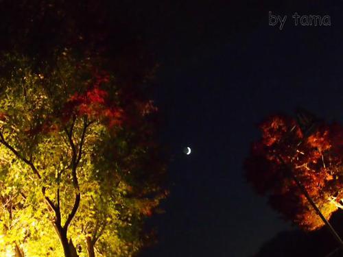 河口湖紅葉まつりライトアップ♪　もみじ回廊