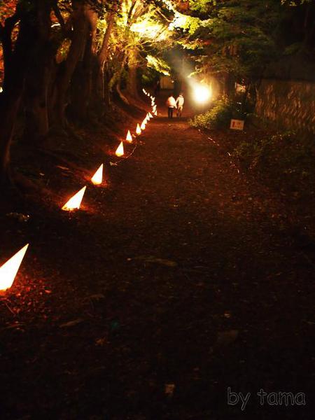 河口湖紅葉まつりライトアップ♪　もみじ回廊