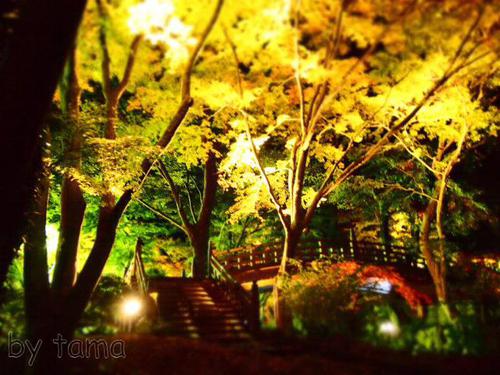 熱海紅葉まつり そろそろ始まるかな? 熱海梅園