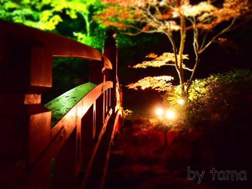 熱海紅葉まつり そろそろ始まるかな? 熱海梅園