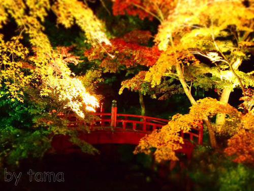 熱海紅葉まつり そろそろ始まるかな? 熱海梅園