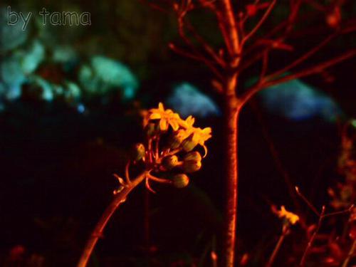 熱海紅葉まつり そろそろ始まるかな? 熱海梅園
