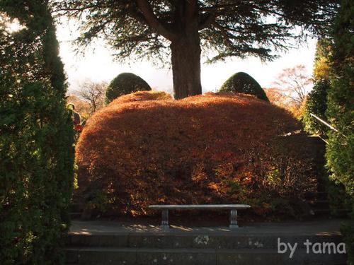 紅葉の箱根強羅公園