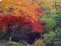 風情ありな庭園　紅葉の箱根美術館