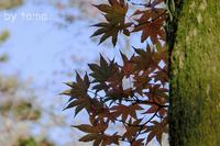 紅葉の強羅公園　その２