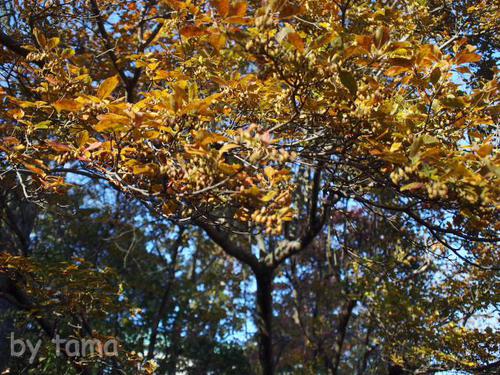 紅葉の強羅公園 その2