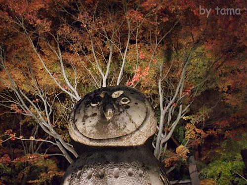 日本庭園ライトアップ写真追加 修善寺虹の郷
