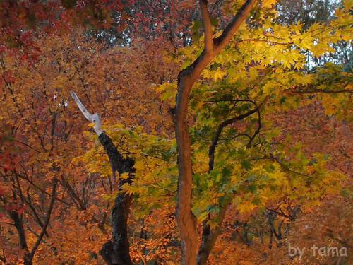日本庭園ライトアップ写真追加 修善寺虹の郷