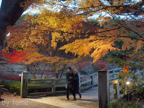 日本庭園ライトアップ写真追加 修善寺虹の郷
