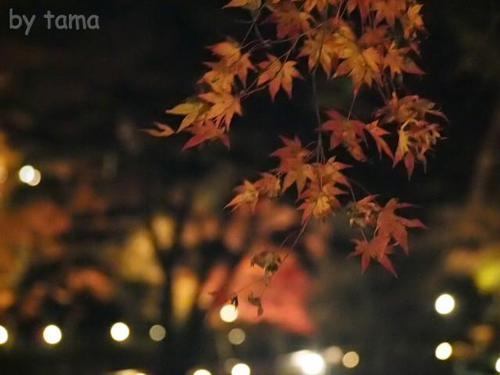 移ろう紅葉　　伊豆修善寺虹の郷紅葉ライトアップ