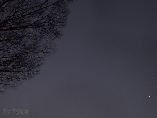 月ともだえる木と可憐な花と富士山 県道11号熱海函南線 夕暮れ時