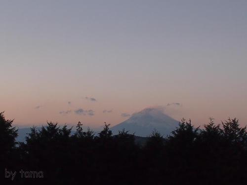 月ともだえる木と可憐な花と富士山 県道11号熱海函南線 夕暮れ時
