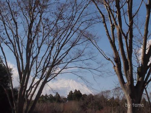 東名足柄サービスエリア 富士山の見えるレストラン