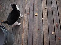 ツチノコか？　カフェＭのにゃんこ達　