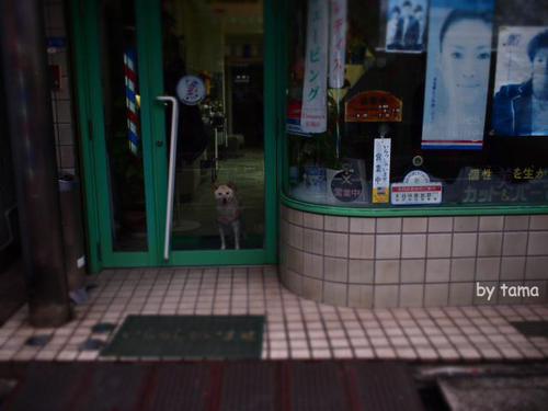 床屋さん ウィンドウの向こうの気になるわん♪ NO2 川崎昭和な商店街で