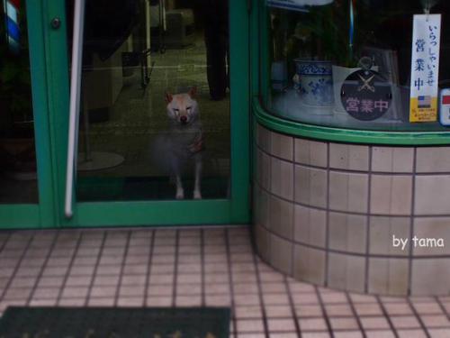 床屋さん ウィンドウの向こうの気になるわん♪ NO2 川崎昭和な商店街で