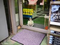 長年看板娘　ウィンドウの向こうの気になるわん♪　NO１　川崎昭和な商店街で