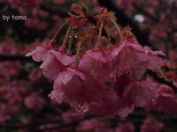春色探しに♪　万福寺の土肥桜
