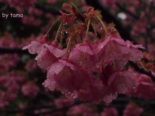 春色探しに♪ 万福寺の土肥桜