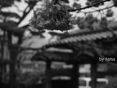 春色探しに♪ 万福寺の土肥桜