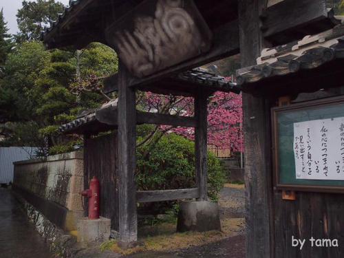 春色探しに♪ 万福寺の土肥桜