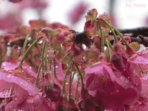 春色探しに♪ 万福寺の土肥桜
