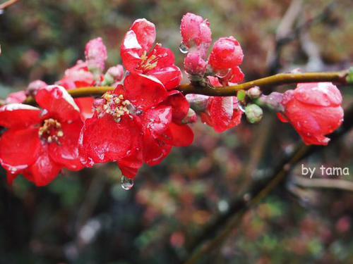 春色探しに♪ 万福寺の土肥桜