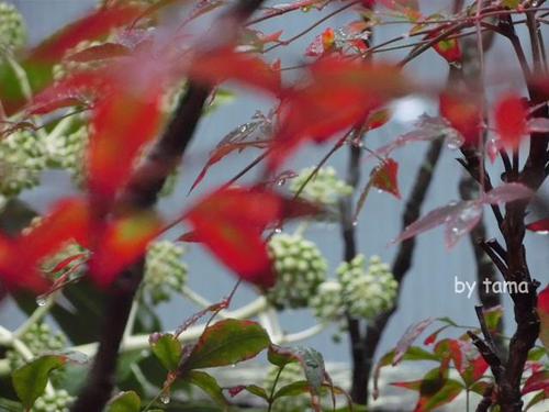 春色探しに♪ 万福寺の土肥桜