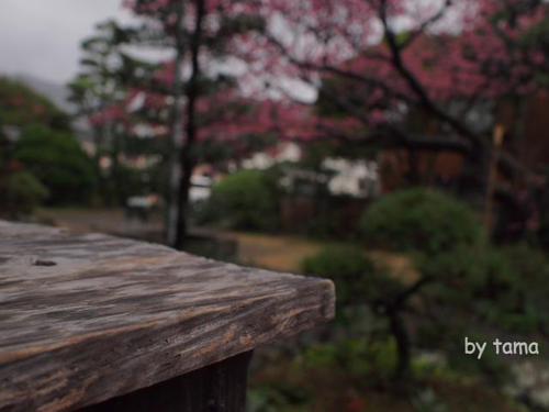 春色探しに♪ 万福寺の土肥桜