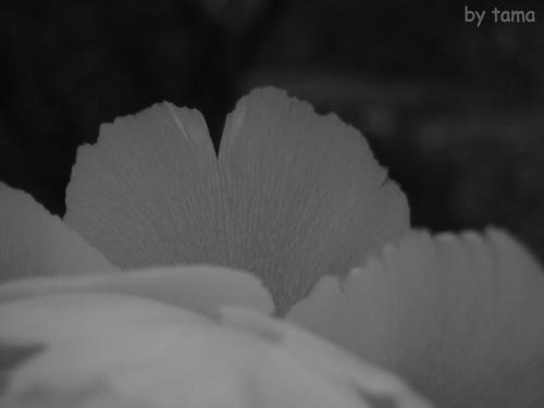 まるで天使の羽根♪ 神苑ぼたん庭園の冬ぼたん