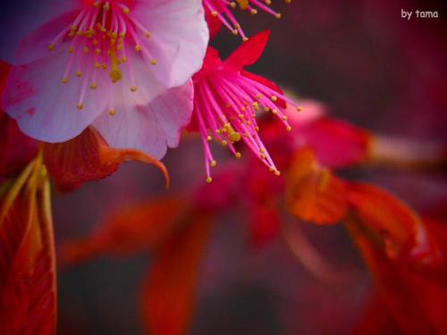 一足お先の桜探しリレー NO1 土肥金山の土肥桜