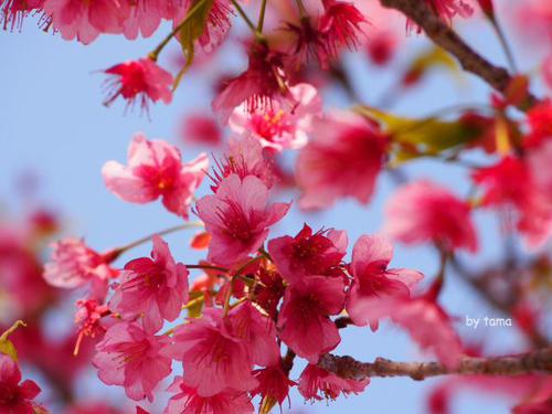 一足お先の桜探しリレー NO1 土肥金山の土肥桜
