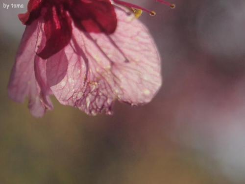 一足お先の桜探しリレー NO1 土肥金山の土肥桜