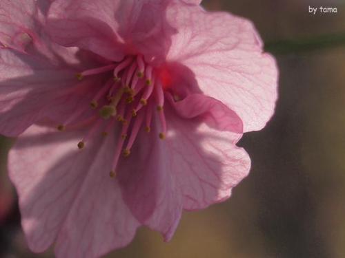 一足お先の桜探しリレー NO1 土肥金山の土肥桜