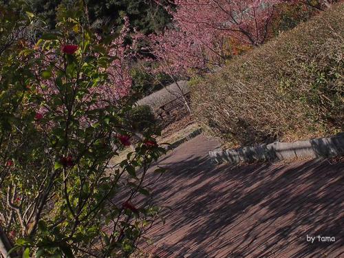 一足お先の桜探しリレー NO2 土肥丸山スポーツ公園 桜とメジロ