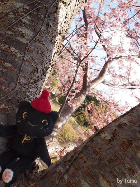 一足お先の桜探しリレー　ＮＯ３　土肥恋人岬の奥の畑の桜と梅